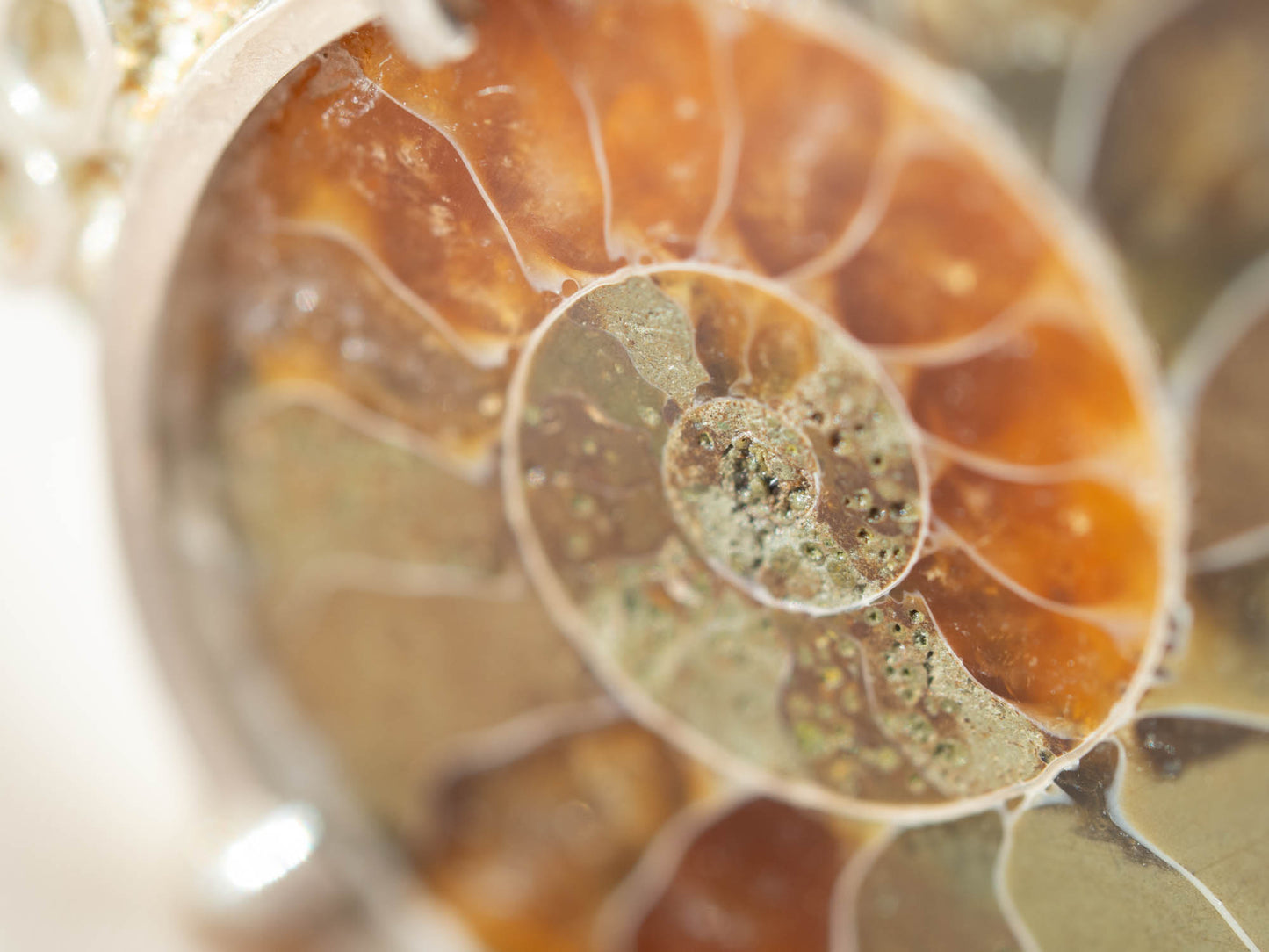 Fossil Tide Bangle